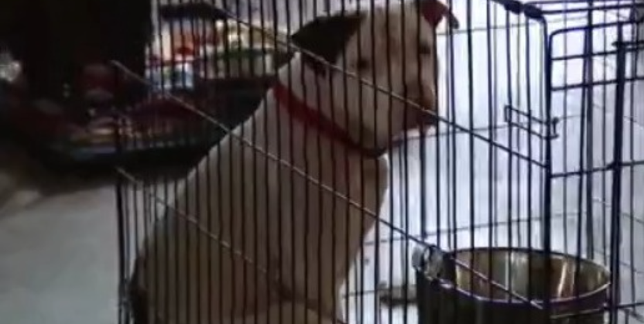 Audit finds Austin Animal Center jeopardizes mission with poor living conditions
