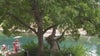 Iconic Barton Springs leaning pecan tree "Flo" to be removed Oct. 5