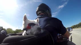 Wisconsin veteran's motorcycle journey with trained service dog, Rylee