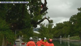 Flo, iconic Barton Springs pecan tree, removed after delays