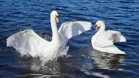 Highly pathogenic avian flu detected on Texas coast, says Texas Parks & Wildlife