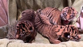 Watch: Sumatran tiger cubs born at Nashville Zoo get checkup