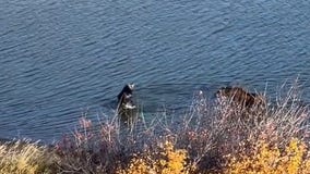 Watch: Moose enjoy festive fall dip in Colorado lake amid stunning autumn foliage