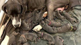 Great Dane sets record at North Carolina rescue for largest litter: ‘We could not believe it’