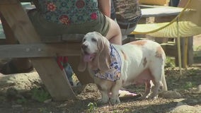 South Austin bar marks Formula 1 with inaugural Bassett Hound Grand Prix