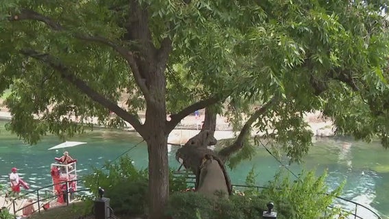Iconic Barton Springs leaning pecan tree 'Flo' to be removed Oct. 5