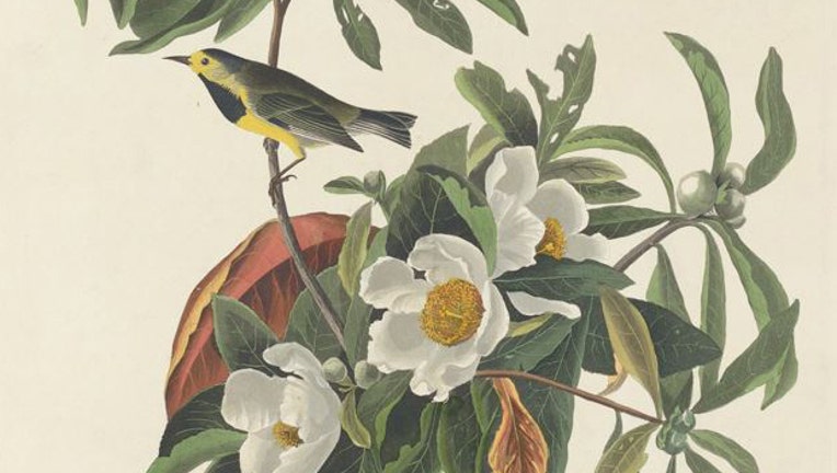 Warbler-species.jpg