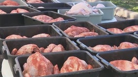 Operation Turkey: 700 birds prepped for Thanksgiving meal delivery