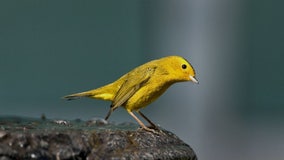 Birds in North America will no longer be named after people, dozens will be renamed