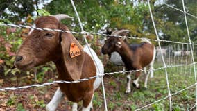 Goats back to tackle vegetation on Butler Hike and Bike Trail