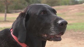Texas Search and Rescue uses K9s to help locate missing people