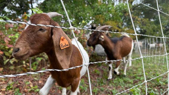Goats back to tackle vegetation on Butler Hike and Bike Trail