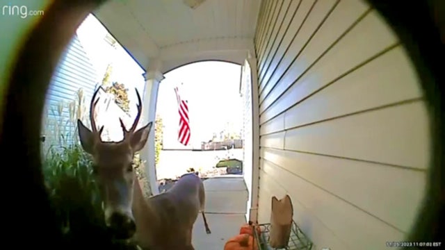 Watch: Deer suspected of ‘ding-dong ditch’ seen suspiciously darting off in video