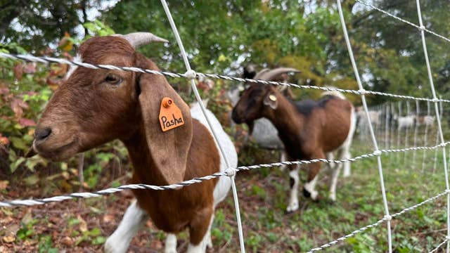 Goats back to tackle vegetation on Butler Hike and Bike Trail