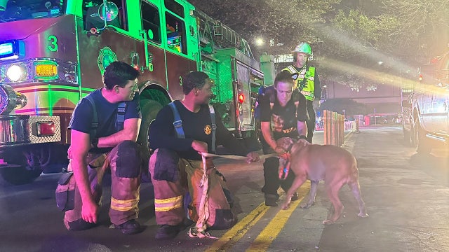 Dog rescued, reunited with owner after fire on Guadalupe