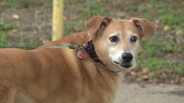 Mystery illness in dogs: Vets caution owners ahead of holiday travel