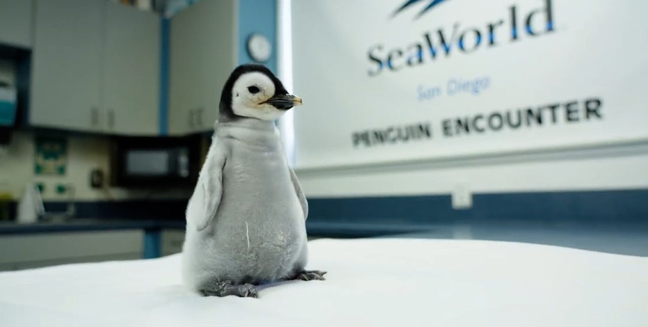 Baby penguin needed SeaWorld's help to break out of her shell