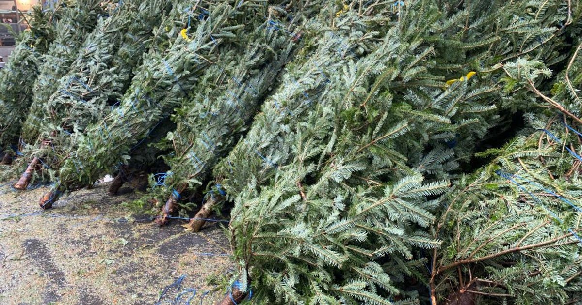 Holiday tree recycling: Travis County drop-off locations open Dec. 26 ...