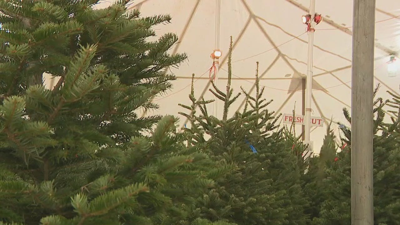 南奥斯汀圣诞树农民为假日销售数千棵树