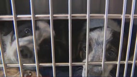 WilCo Regional Animal Shelter partners with Petco to find pets homes