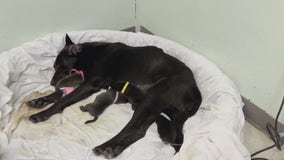 Mother dog, puppies alive and well after emergency C-section at Austin Pets Alive!