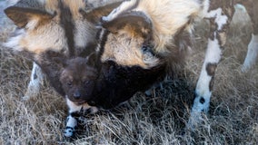 Watch: 6 African painted dog pups born at Oklahoma City Zoo