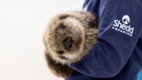 Sea otter pup found alone in Alaska has new home at Chicago's Shedd Aquarium