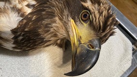 Christmas Eve tragedy: Young bald eagle dies from gunshot wound in Virginia