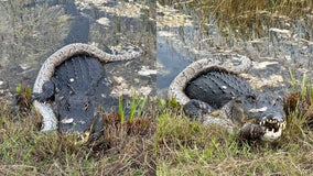 Hungry alligator wolfs down python in thrilling video captured at Florida park: 'Score one for the home team!'