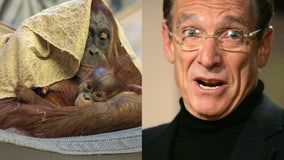 'You are the father!': Maury Povich declares paternity results for Denver Zoo orangutan