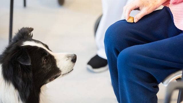 Pets can help slow dementia progress among those over age 50 who live alone, study says