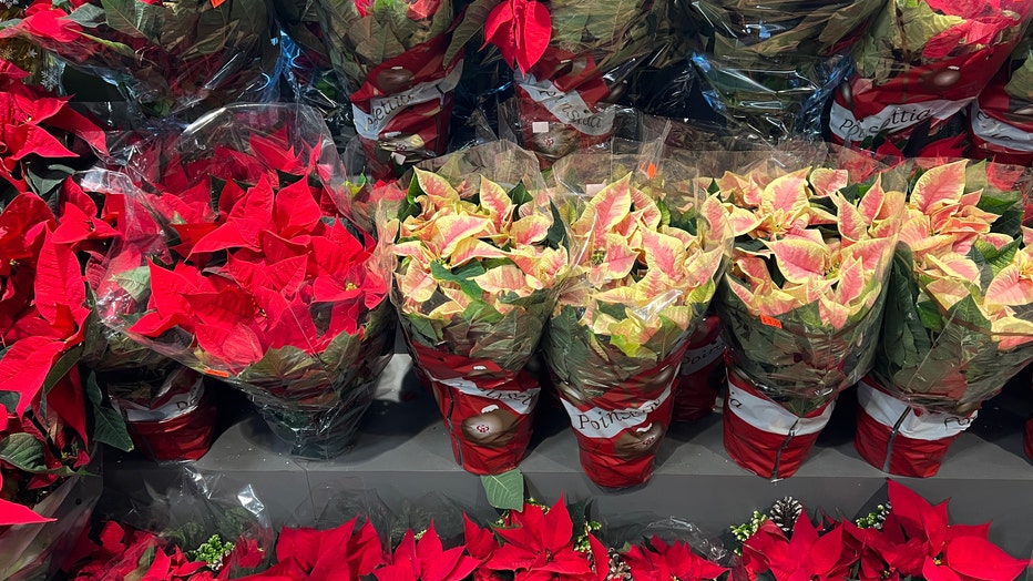 poinsettia2.jpg