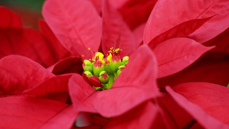 poinsettia3.jpg