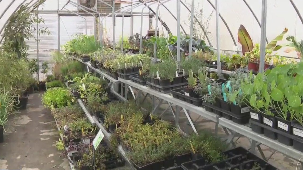 奥斯汀天气：如何保护植物免受寒冷温度的影响
