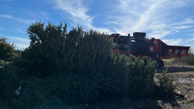 Donated Christmas trees turn to mulch in Georgetown