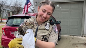 Hawk stuck in bush rescued by officer in Leander
