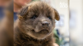 Maned wolf pup born at Texas zoo