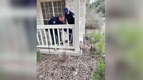 PHOTOS: Deer rescued from porch railing by firefighters