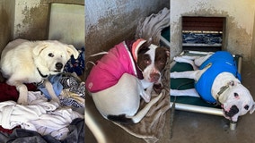 Emergency fosters needed for APA!'s outdoor shelter animals ahead of freezing temps