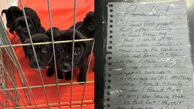 Anonymous homeless man rescues, leaves motherless puppies with note at shelter: 'My heart shatters for them'