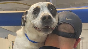 Dog 'badly abused' finally finds forever home after nearly 500 days in shelter