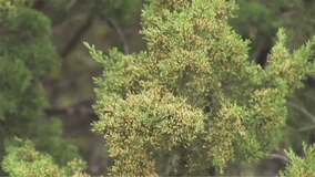 Cedar fever: Why is it so bad in Texas?