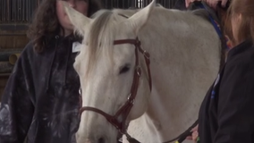 Georgetown non-profit helps veterans, adults, kids heal through horses