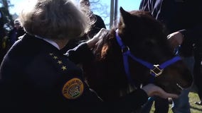 New Orleans police welcomes adorable one-eyed miniature horse as new recruit
