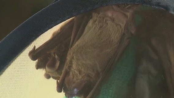 Live bat found in Cedar Park tests positive for rabies: police