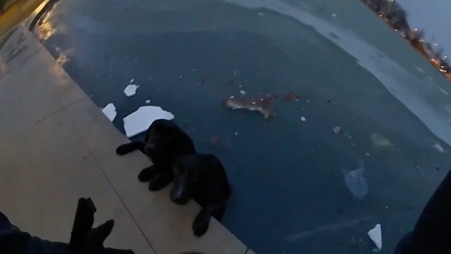 Watch: Indiana officer rescues 2 dogs from icy pond