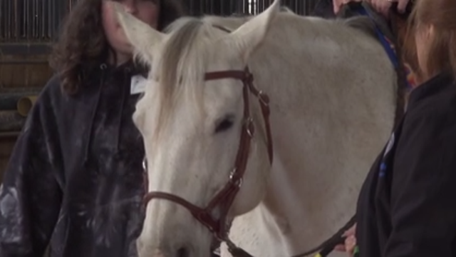 Georgetown non-profit helps veterans, adults, kids heal through horses
