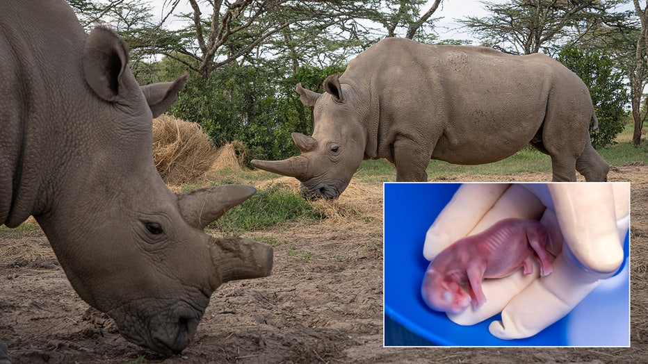 IVF-rhino-images4.jpg