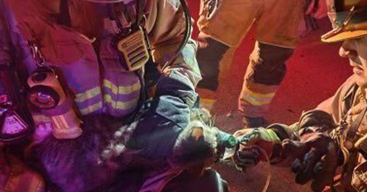 5 cats rescued from overnight fire in Northeast Austin | FOX 7 Austin
