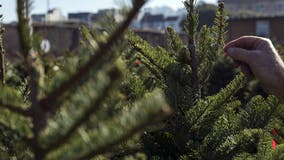 Woman loses disability case after being pictured winning Christmas tree-throwing contest